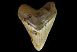 Fossil Megalodon Tooth - North Carolina #124934-1
